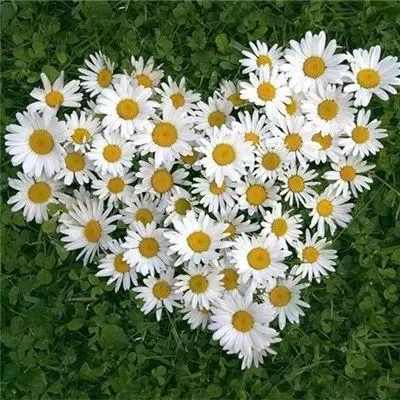 火狐官网手机app下载